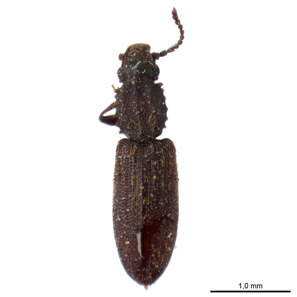 <p><em>Oryzaephilus</em></p>