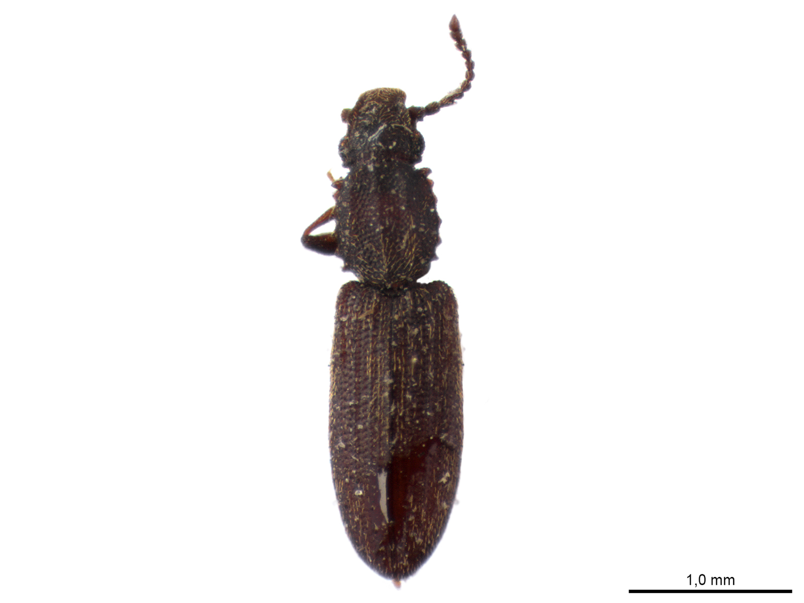 Oryzaephilus surinamensis (Linnaeus, 1758)