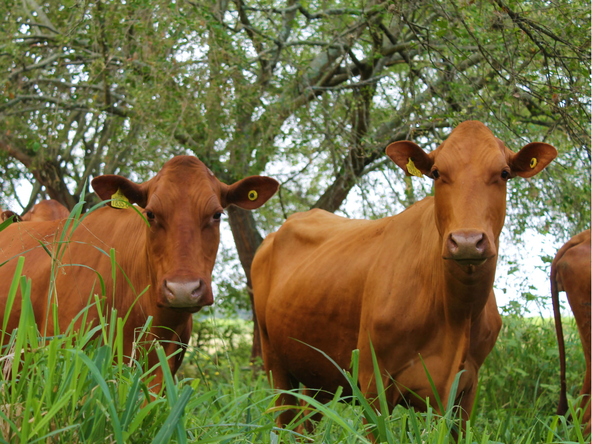 Proyecto de AGROSAVIA y Corpovalle fortalece la ganadería bovina de la raza criolla Hartón del Valle