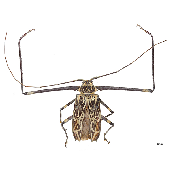 Cerambycidae