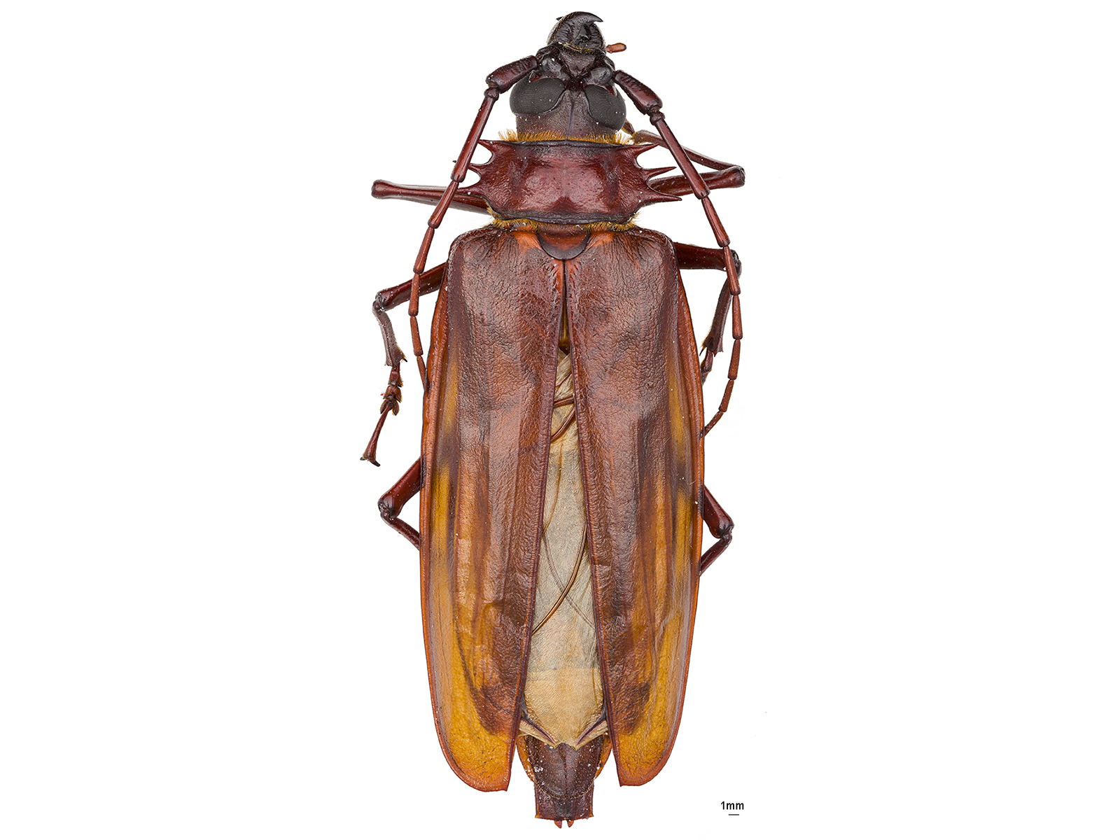 Derobrachus agyleus Buquet, 1852 