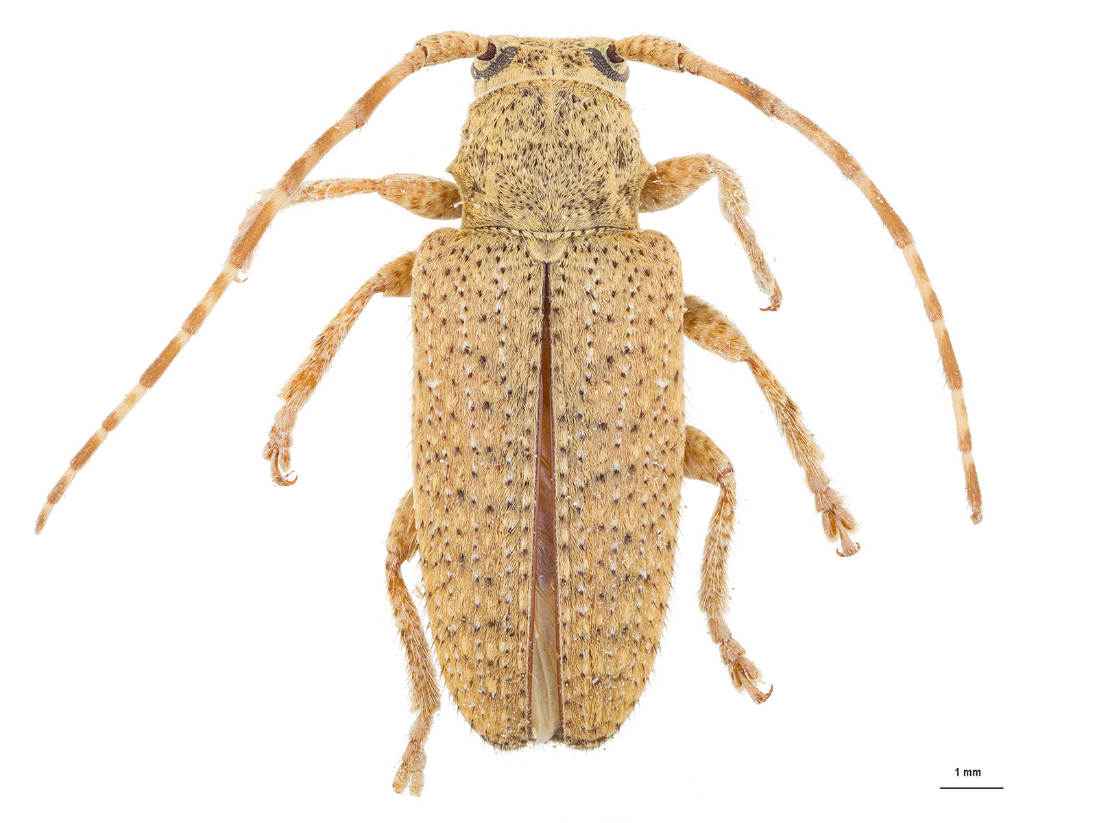 Drycothaea sp. 