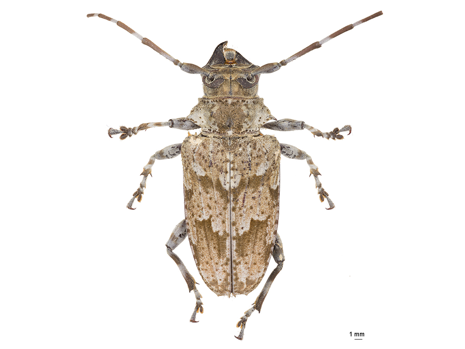 Dryoctenes scrupulosus (Germar, 1824)