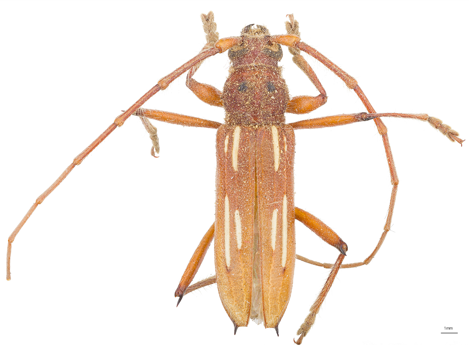 Eburodacrys havanensis Chevrolat, 1862 