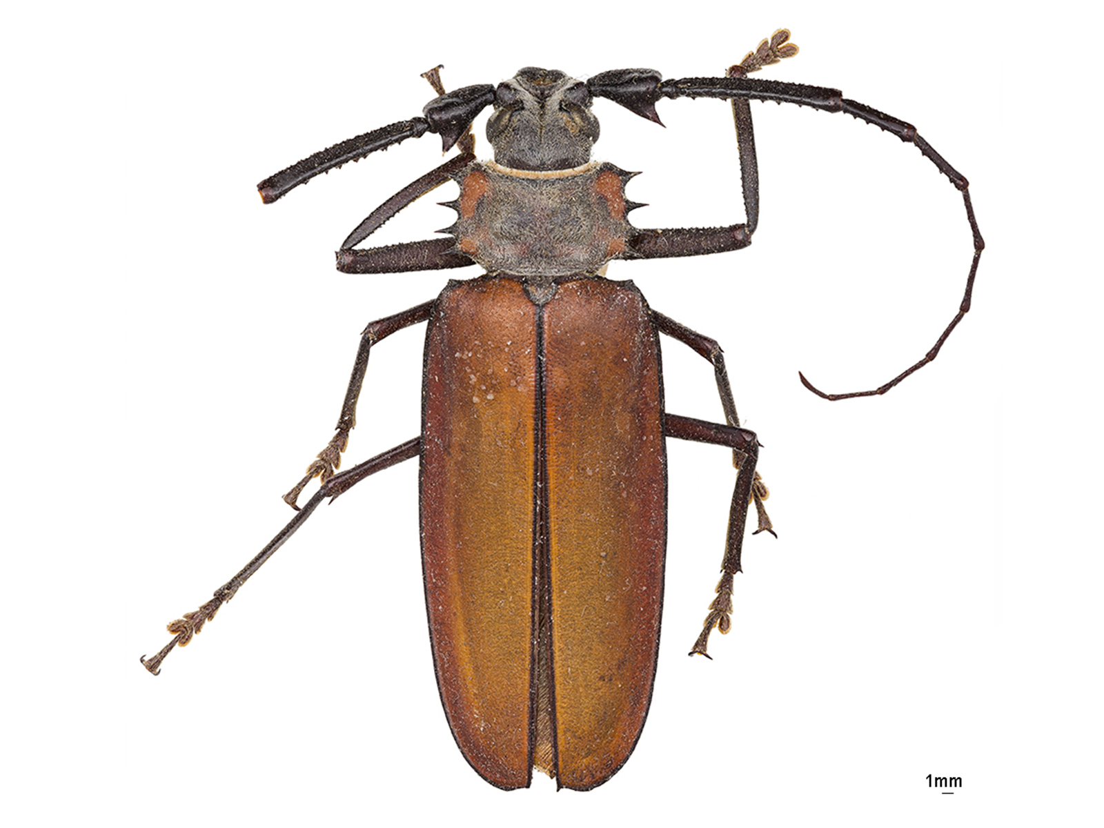 Enoplocerus armillatus (Linnaeus, 1767) 