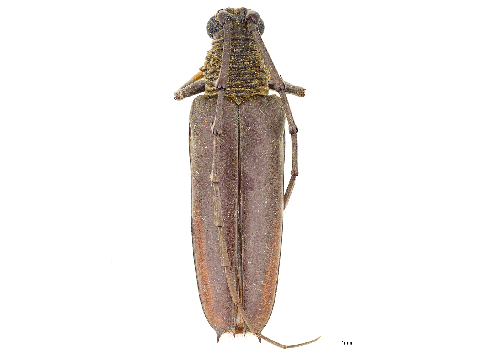 Juiaparus batus (Linnaeus, 1758) 