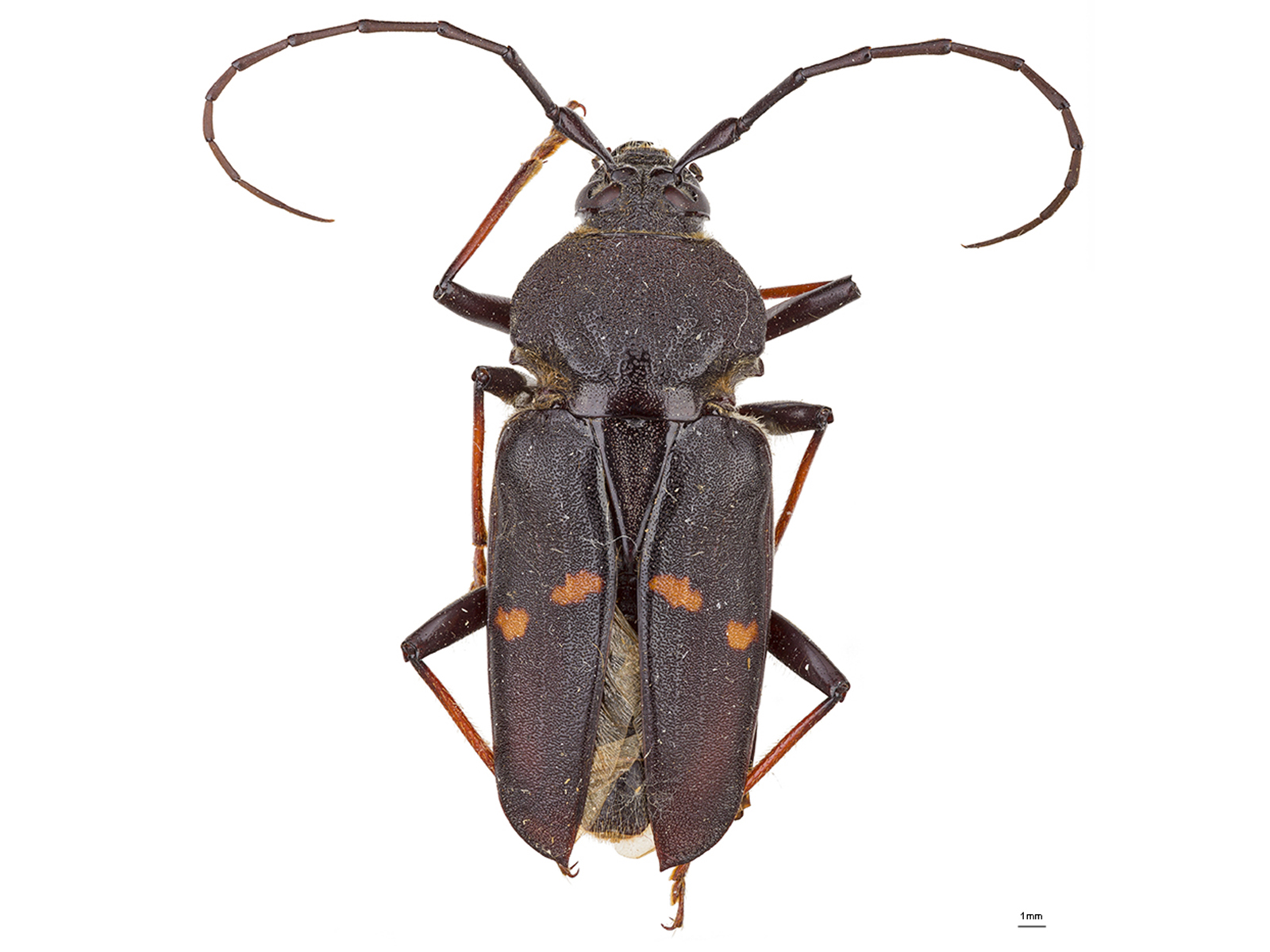 Megaderus stigma (Linnaeus, 1758) 