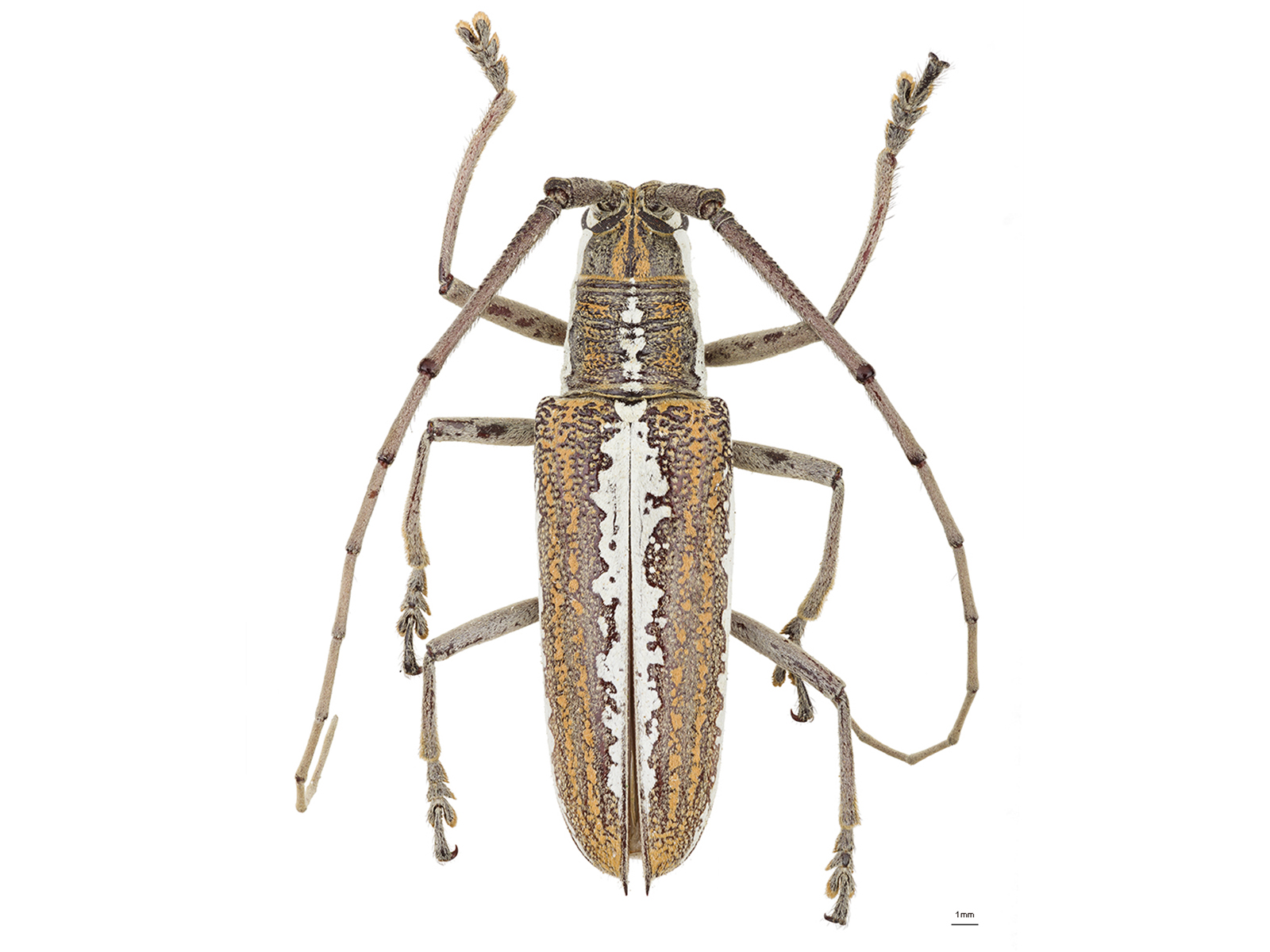 Neoptychodes trilineatus (Linnaeus, 1771) 