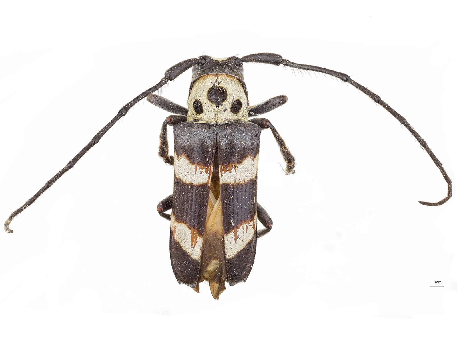 Oedudes spectabilis (Drury, 1782)