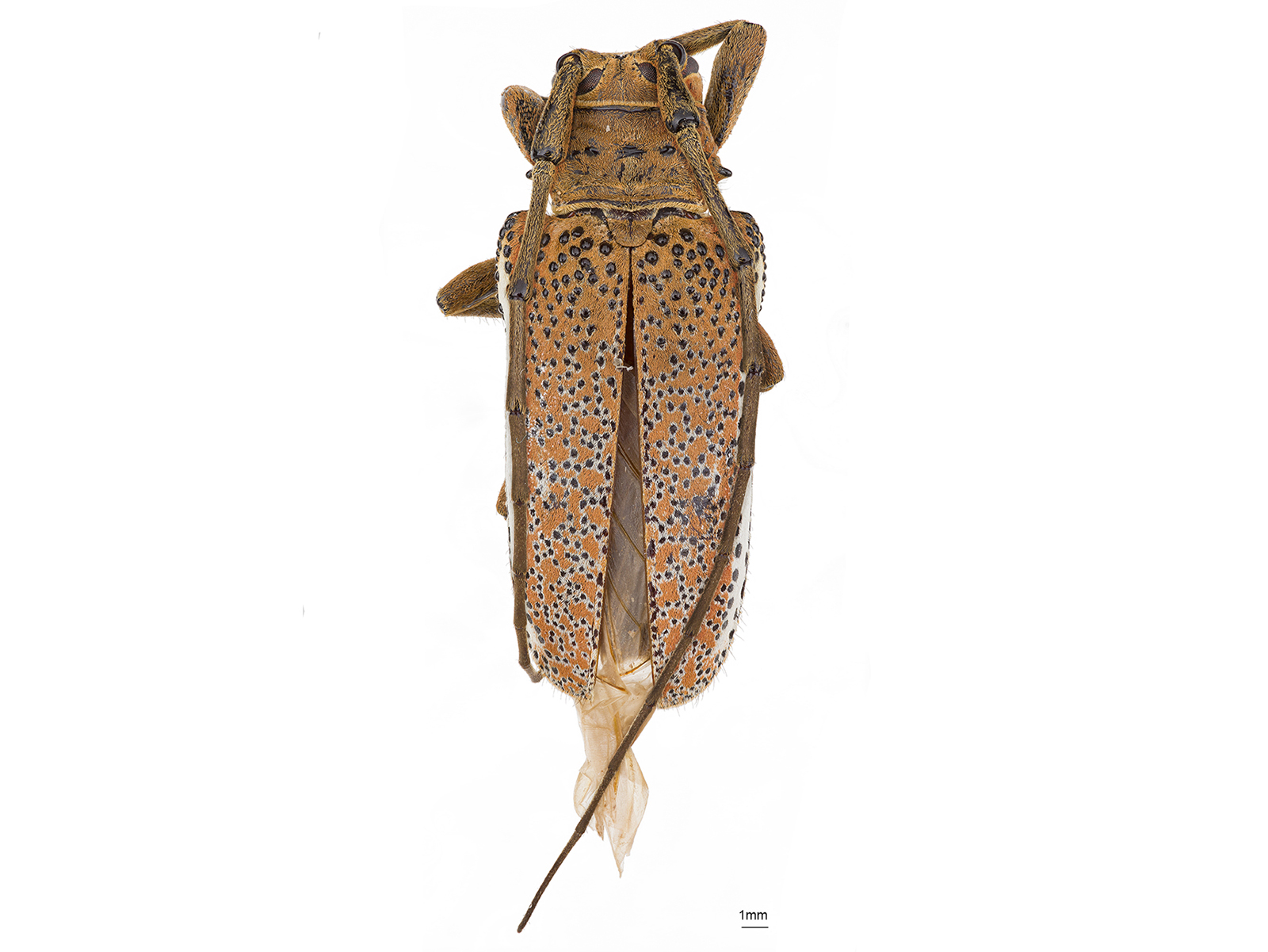 Oncideres albomarginata Thomson, 1868 