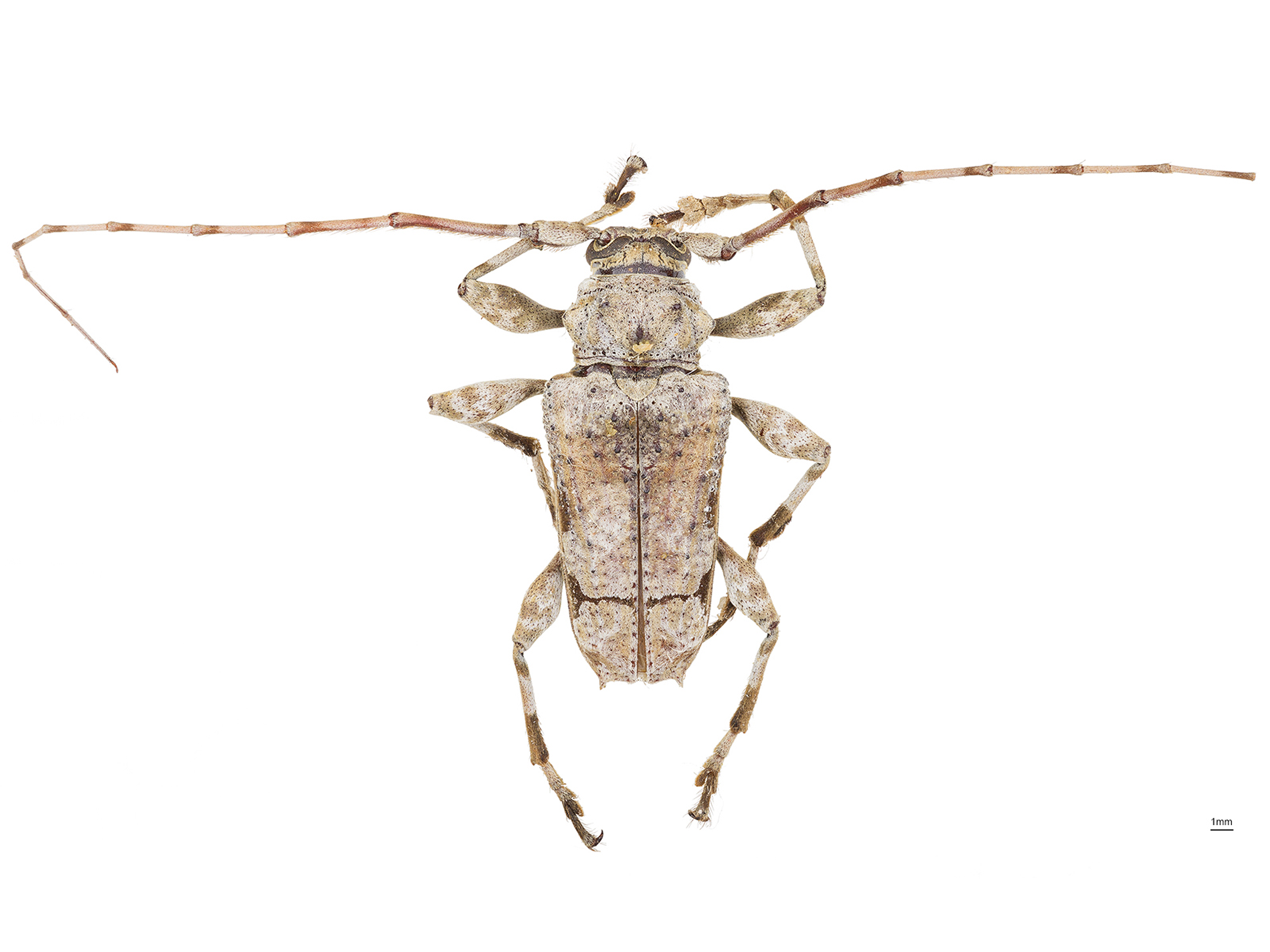 Oreodera glauca (Linnaeus, 1758) 