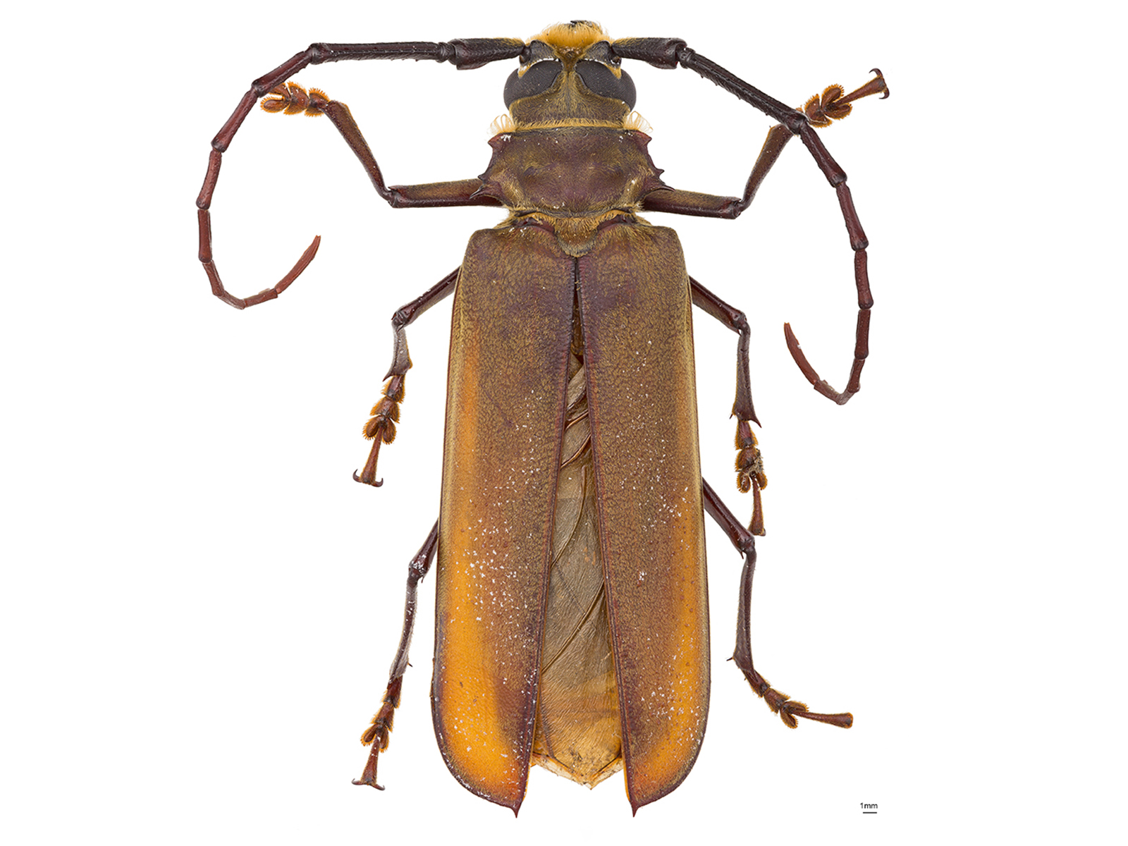 Orthomegas cinnamomeus (Linnaeus, 1758)