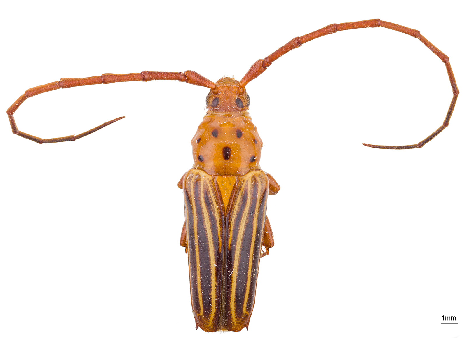 Oxymerus aculeatus lebasii Dupont, 1838
