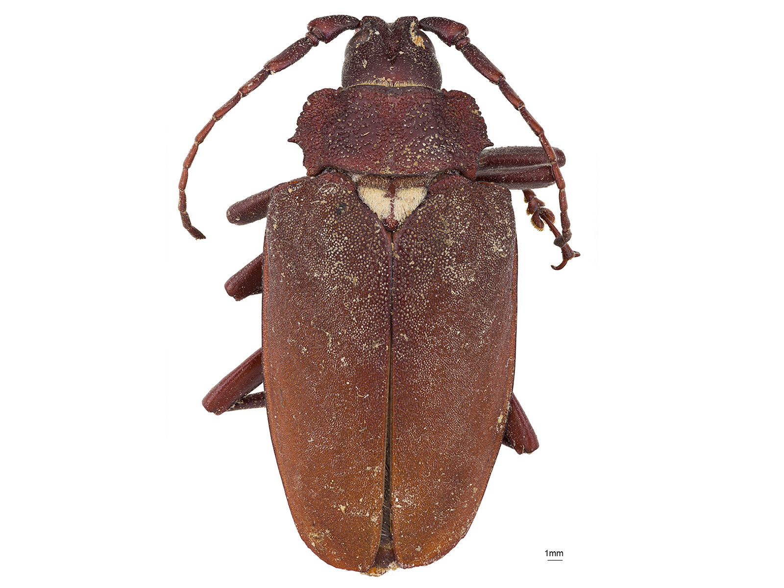 Praemallaspis xanthaspis (Guérin-Méneville, 1844) 