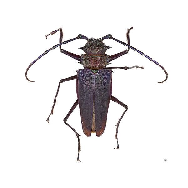 <p><em>Psalidognathus</em></p>