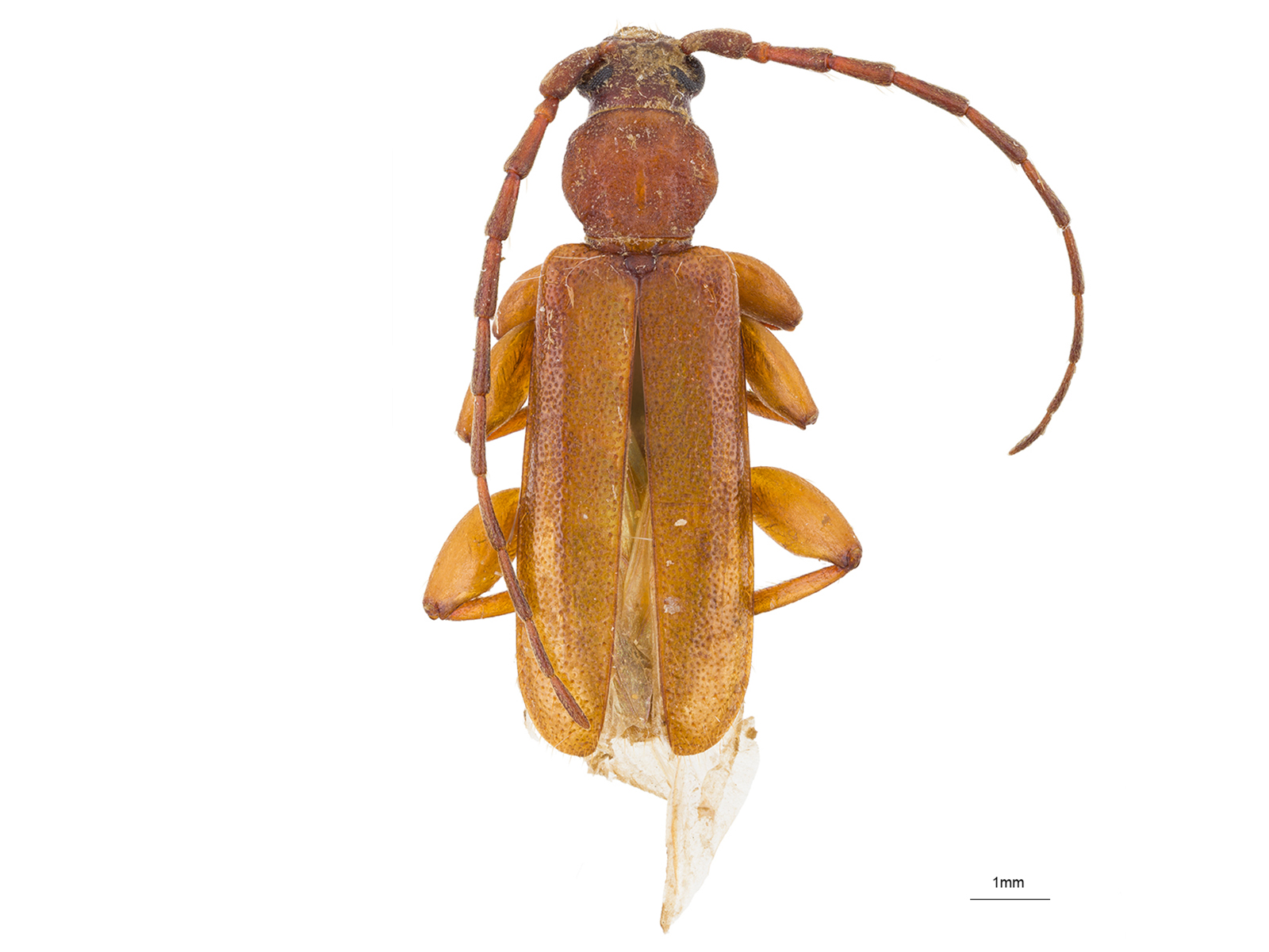 Smodicum semipubescens Gounelle, 1911 