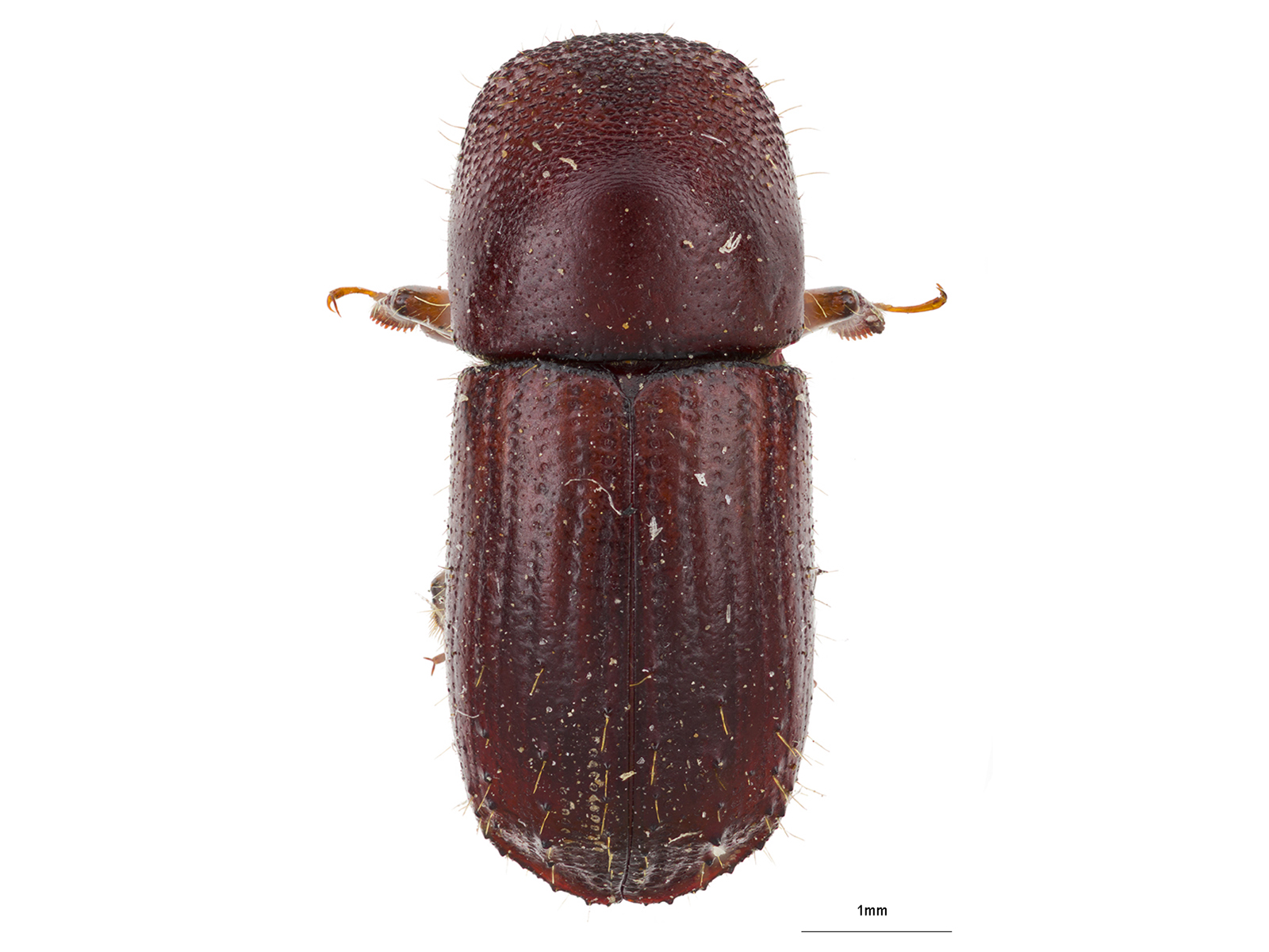 Xyleborus princeps Blandford, 1898