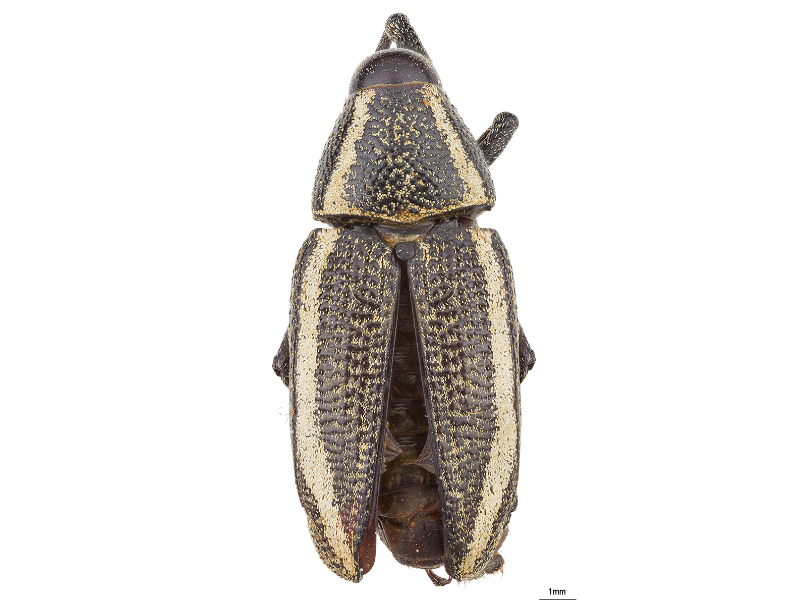 Cholus spp. 