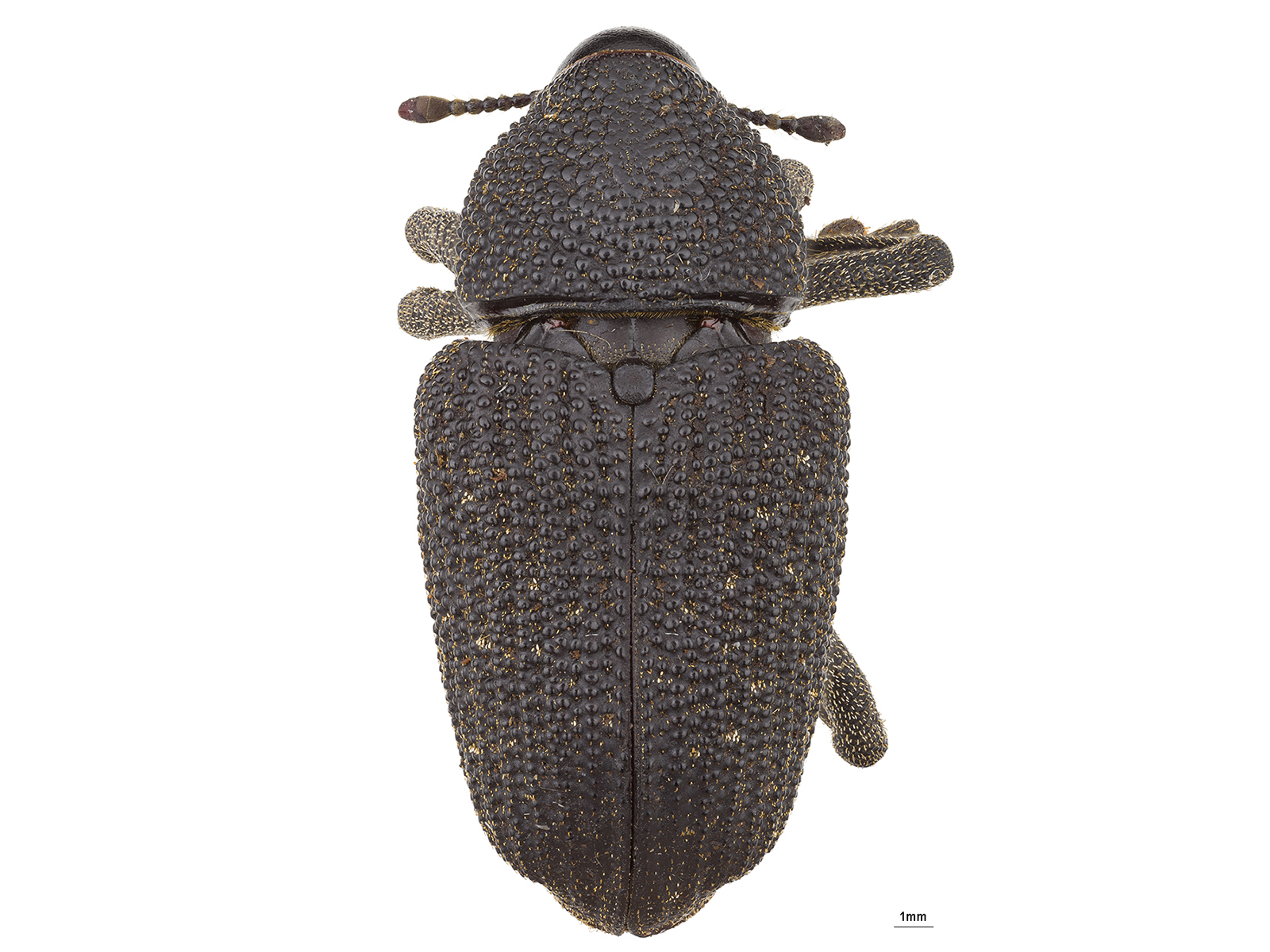 Homalinotus pectinis Vaurie, 1973