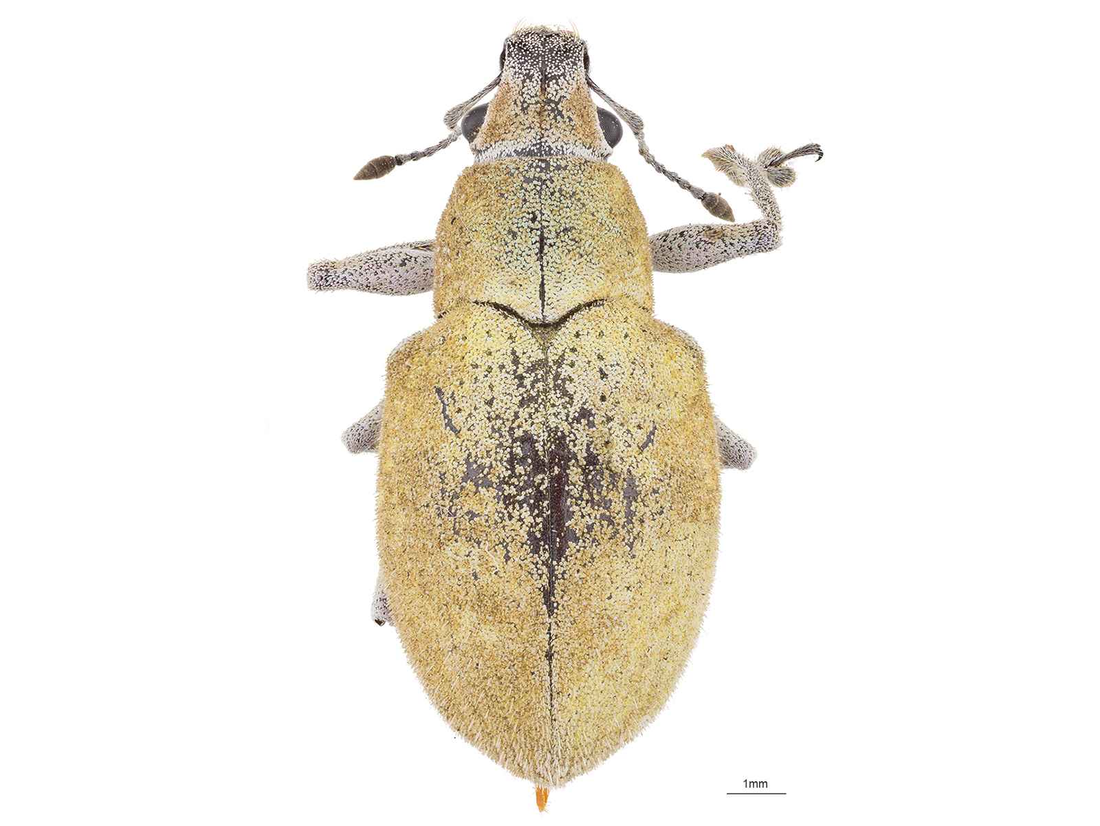 Litostylus diadema (Fabricius, 1787) 