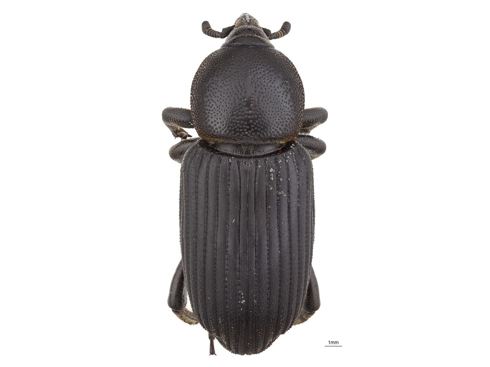 Mesocordylus striatus (Boheman, 1838)