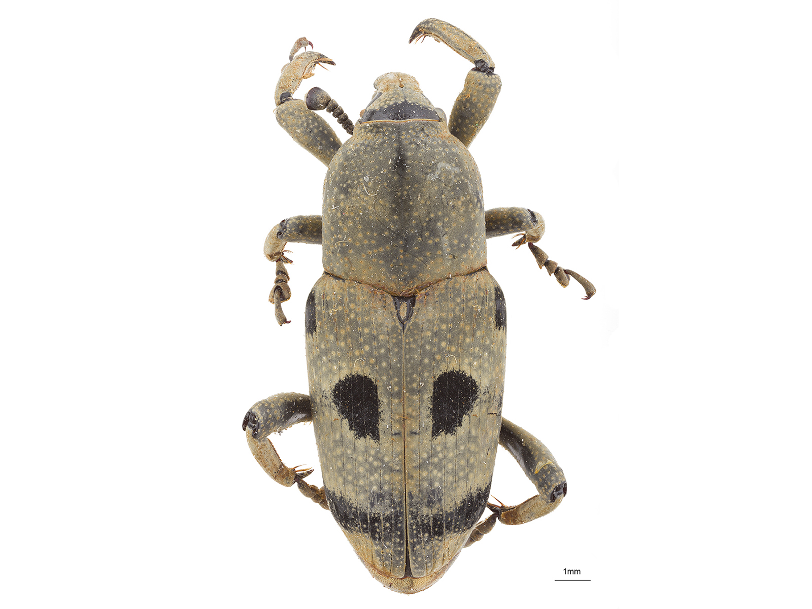 Rhodobaenus quadripunctatus (Chevrolat, 1882) 