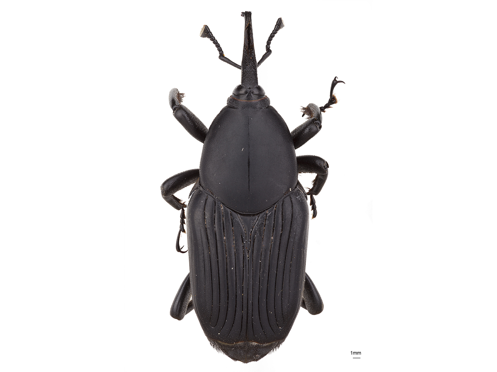 Rhynchophorus palmarum (Linnaeus, 1758)