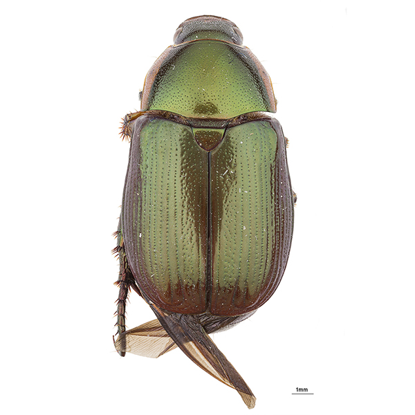 Melolonthidae