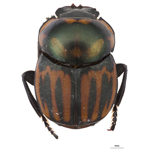 Scarabaeidae