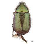 Coleoptera