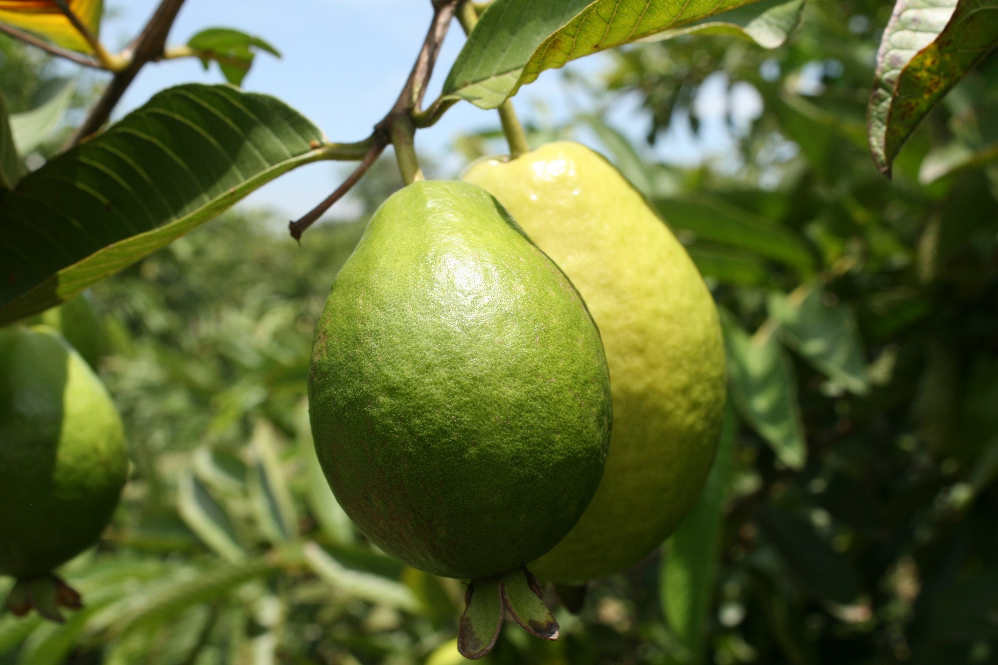 Después de 32 años se diversifica la oferta de materiales genéticos de guayaba en Colombia para la producción comercial de este importante frutal