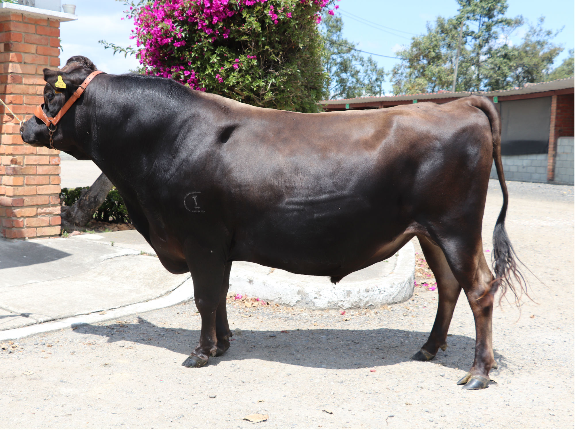 Centro de Investigación Tibaitatá puso en venta el toro de nombre Tous