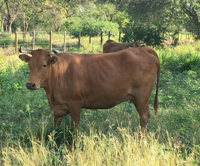 La información genómica, tema de actualidad en la ganadería bovina y ovina en el Caribe