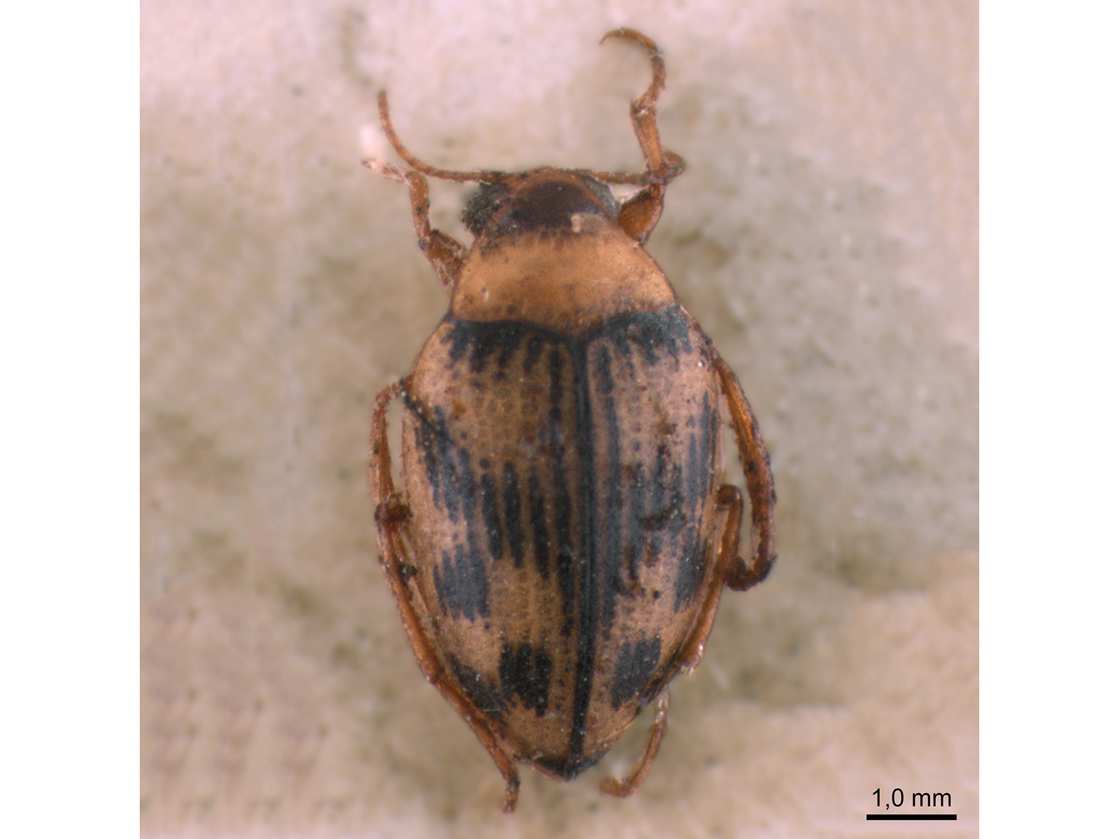 Haliplus obliquus (Fabricius, 1787) 