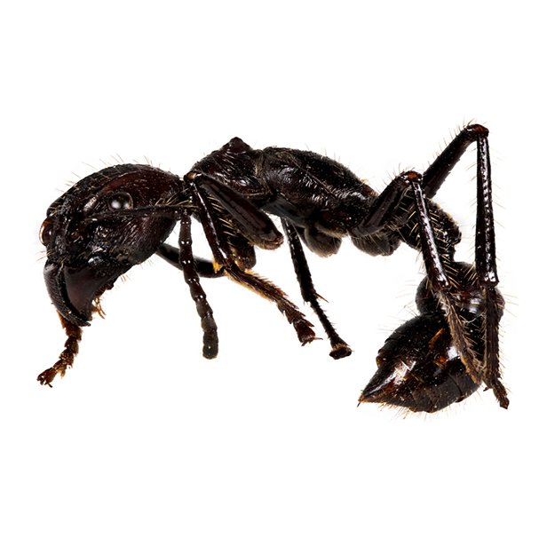 Marzo2020-Paraponera_clavata_ctni_616x616