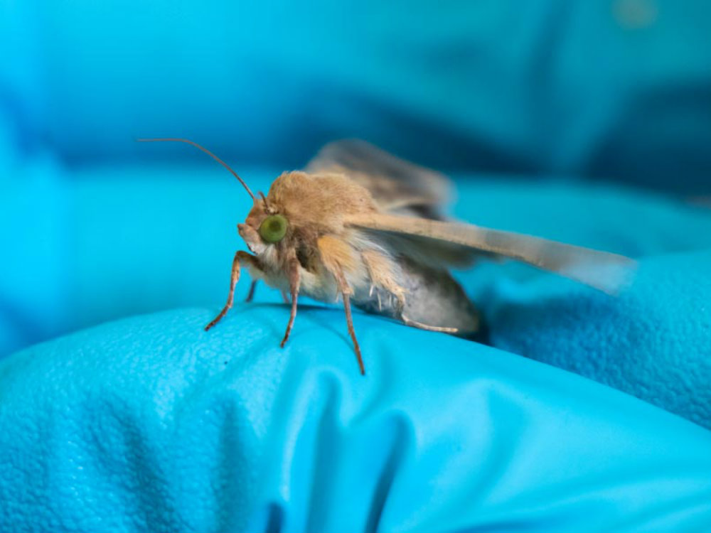 Entomología3 AGROSAVIA