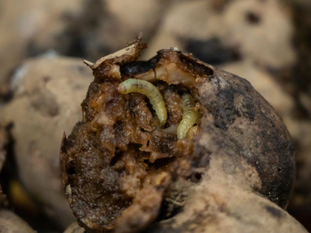 Entomología4 AGROSAVIA