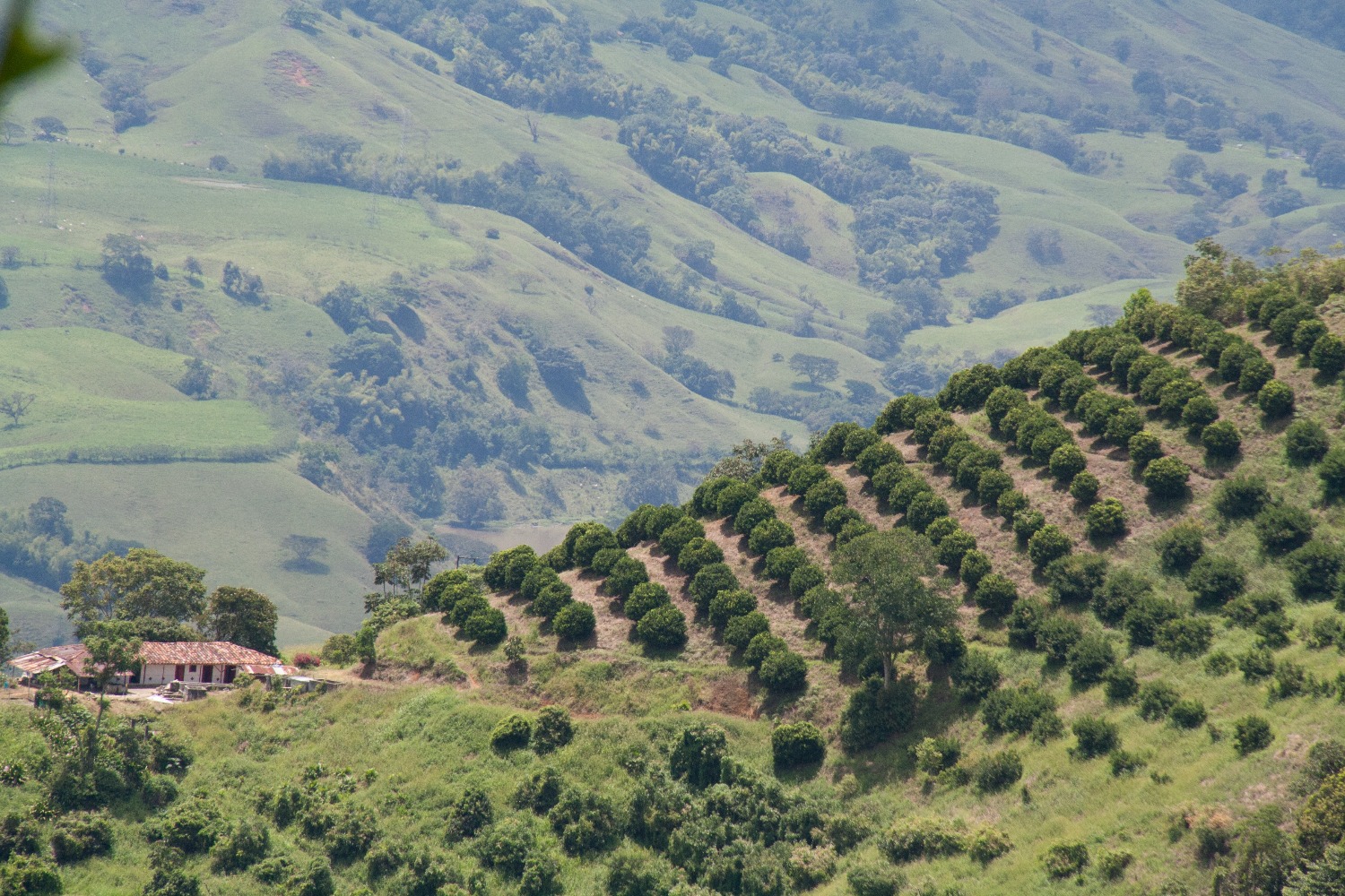 El Gobierno garantiza cadena logística de abastecimiento de alimentos