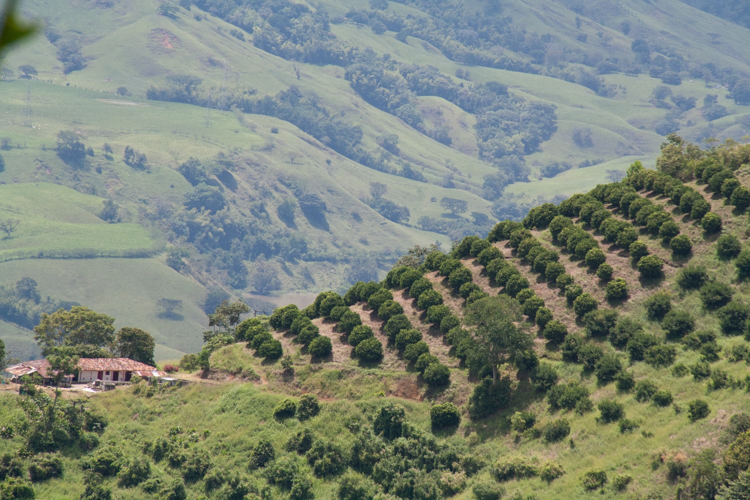 “El Gobierno garantiza cadena logística de abastecimiento de alimentos, desde la producción, transporte y distribución”: MinAgricultura Rodolfo Zea