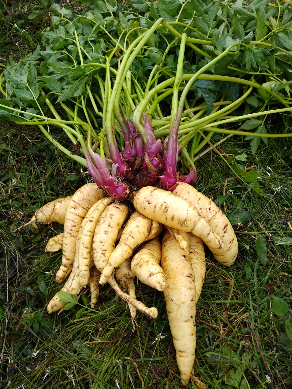 AGROSAVIA La 22 variedad de arracacha amarilla y de alta producción