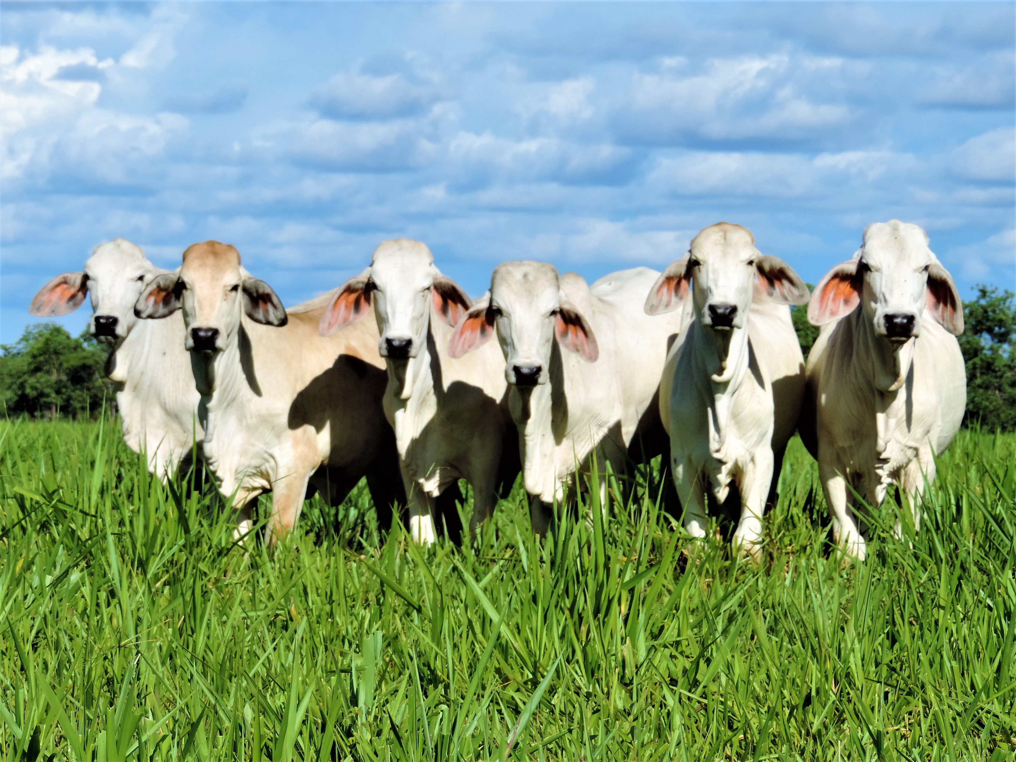 Tecnología para la producción de carne de calidad en sistemas de producción ganaderos de la Orinoquia