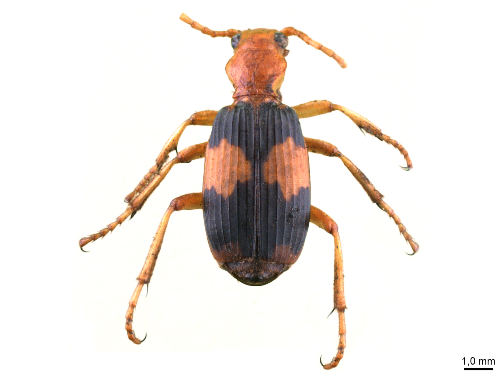 Pheropsophus aequinoctialis (Linnaeus, 1763) 