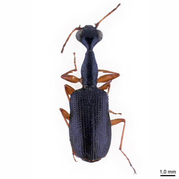 <p><em>Colliuris</em></p>