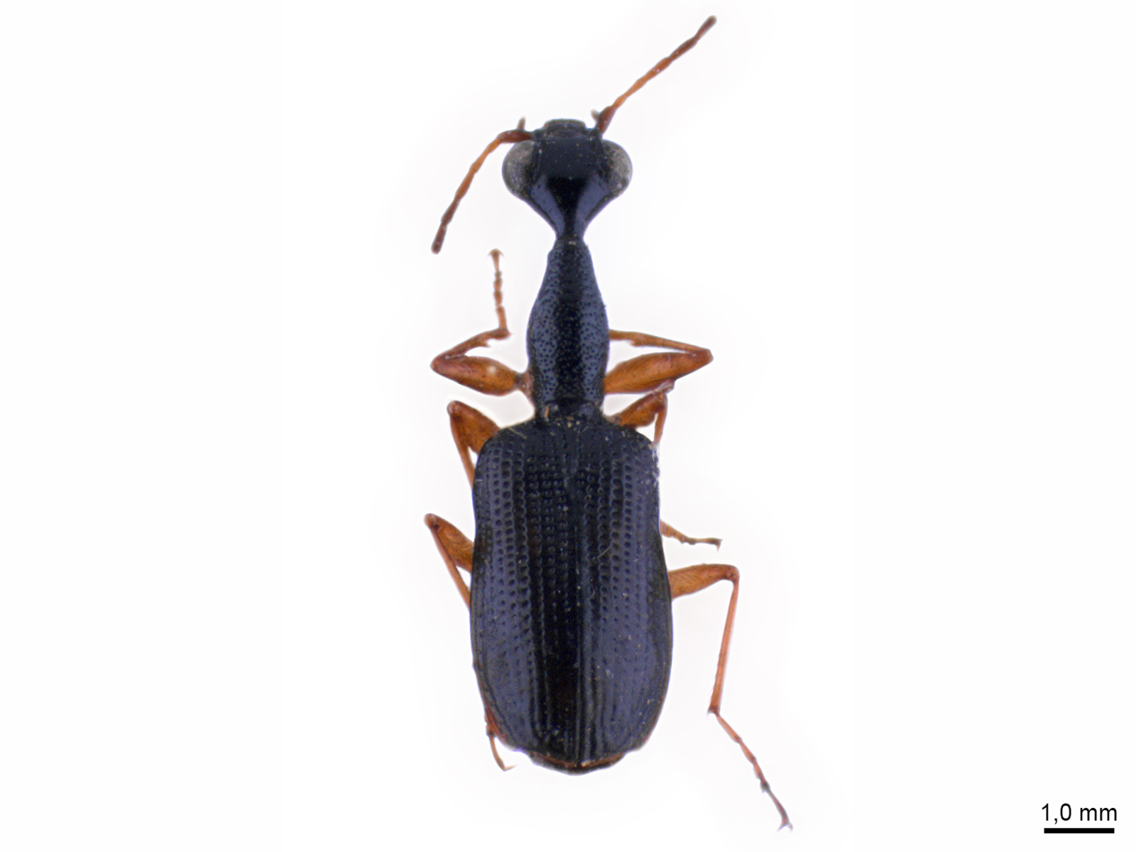 Colliuris spp. 