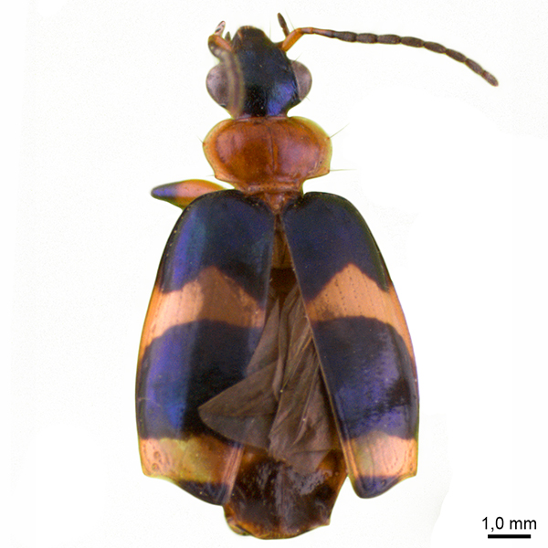 <p><em>Lebia</em></p>