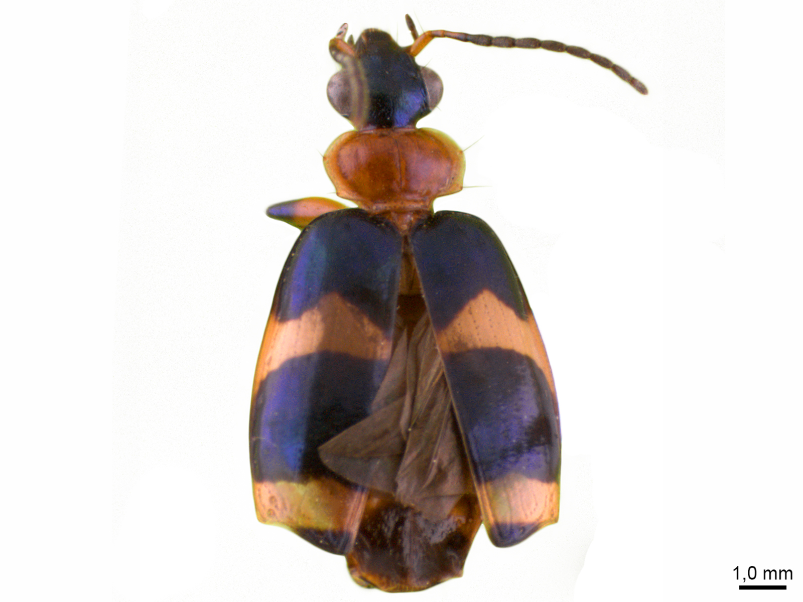 Lebia spp. 