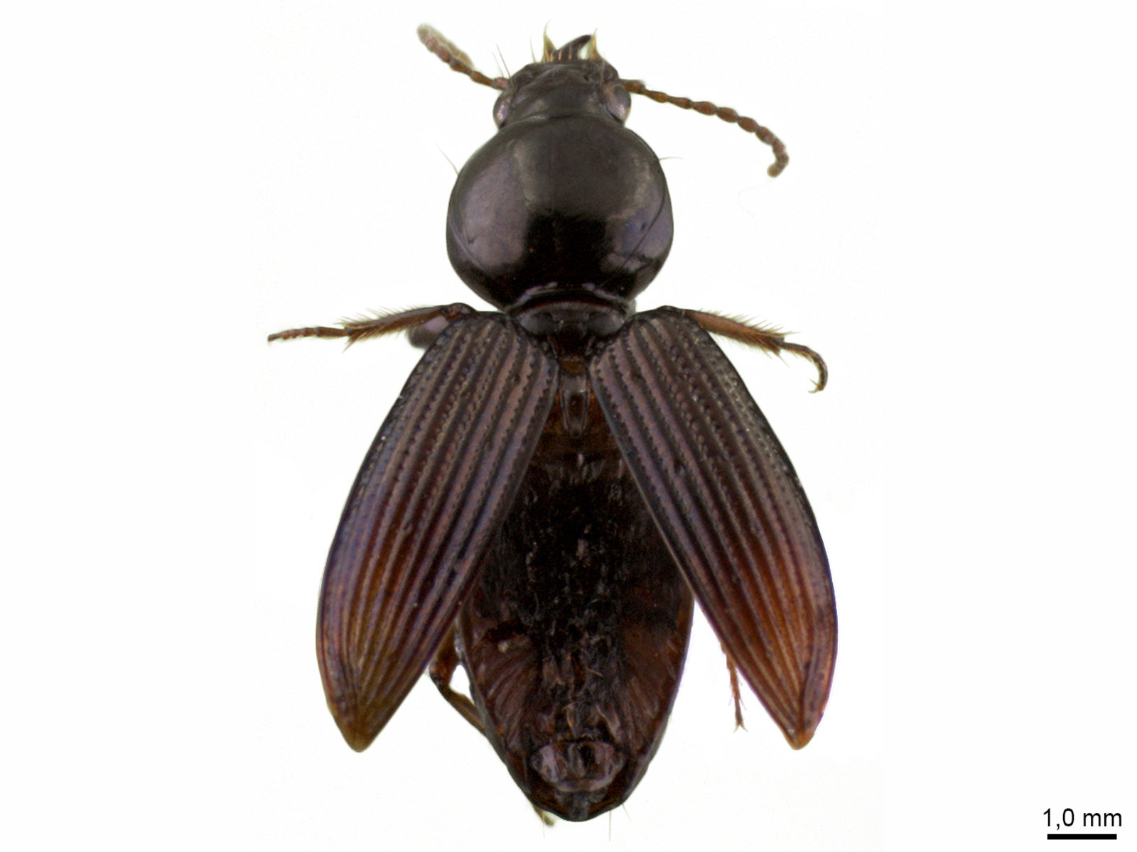 Aspidoglossa spp.