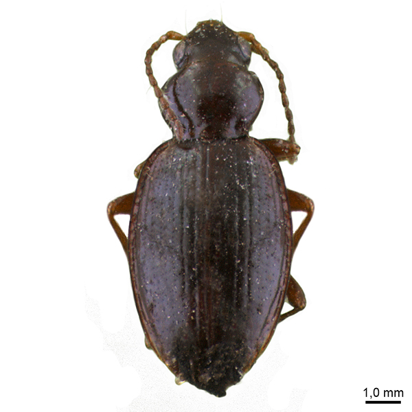 <p><em>Bembidion</em></p>