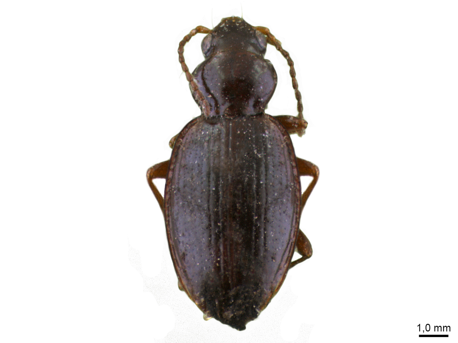 Bembidion sp. 