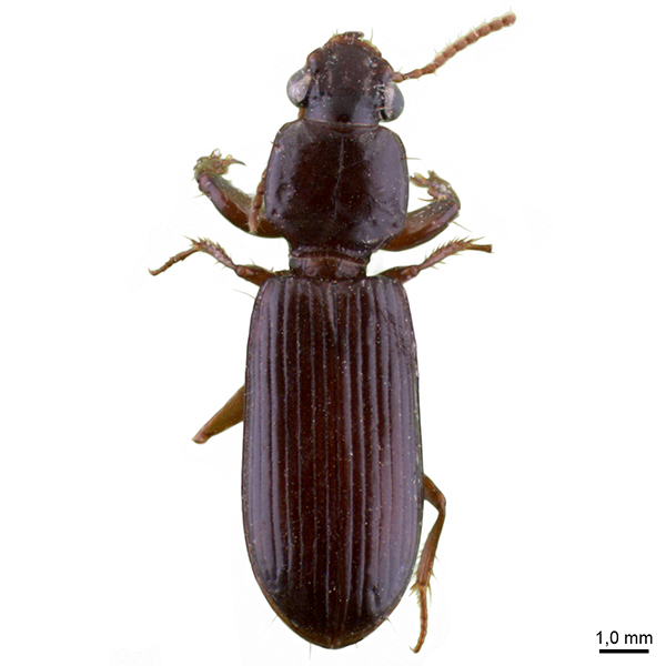 <p><em>Clivina</em></p>